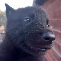 Cuccioli cane lupo
