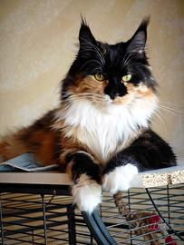 Maine Coon femmina in Rehoming