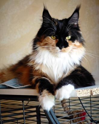 Maine Coon femmina in Rehoming