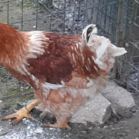 Gallo giovane pesante da riproduzione