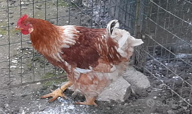 Gallo giovane pesante da riproduzione