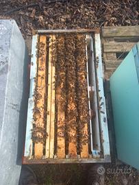 Nuclei di api carniche 5 telaini regina 2025