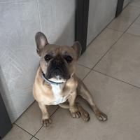 Bulldog francese da monta