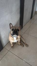 Bulldog francese da monta