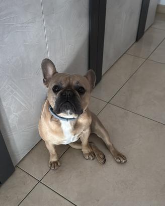 Bulldog francese da monta