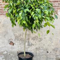 Ficus Benjamin Pianta 