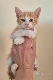 Gattini