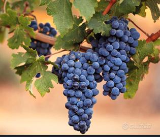 Uva rossa e bianca