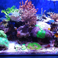 Talee coralli acquario marino