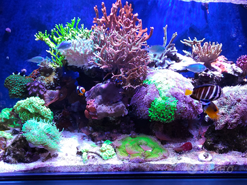 Talee coralli acquario marino