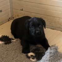 Cuccioli di Labrador
