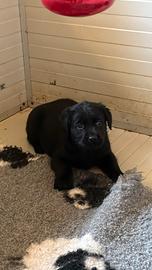 Cuccioli di Labrador