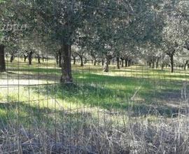 Terreno agricolo 10000 mq con uliveto e casale