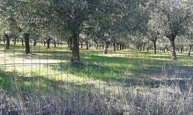 Terreno agricolo 10000 mq con uliveto e casale