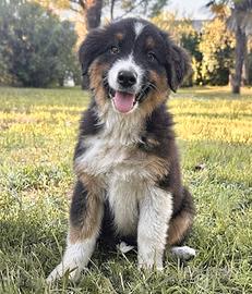 Cucciola pastore australiano