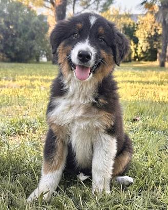 Cucciola pastore australiano