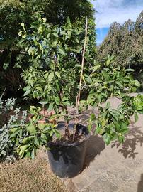 pianta agrumi arancio 