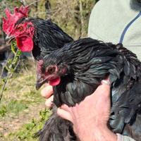 Gallina nera di Atri