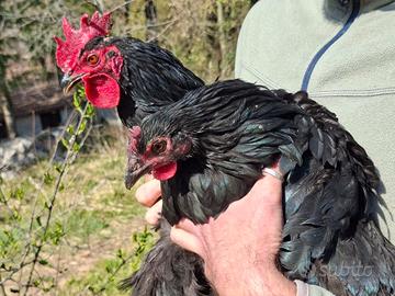 Gallina nera di Atri