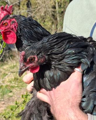 Gallina nera di Atri