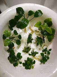 Anubias e Microsorium varie misure per acquario