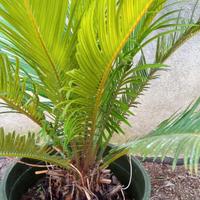 Pianta cycas