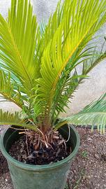 Pianta cycas