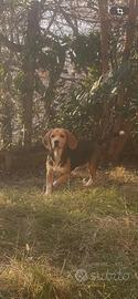 Beagle femmina