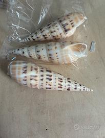 Conchiglia appuntita