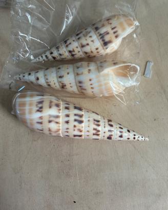 Conchiglia appuntita