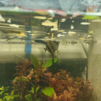 Scalari ,neon ,ancistrus,neocaridine