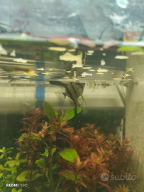 Scalari ,neon ,ancistrus,neocaridine