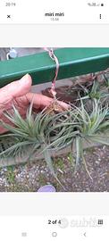 pianta di tillandsia