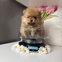 Volpino Pomerania spitz Toy Pedigree ORANGE