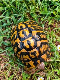 tartarughe 