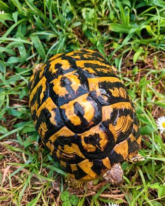 tartarughe 