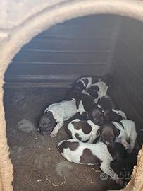 Cuccioli di bracco tedesco