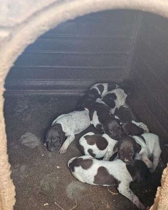 Cuccioli di bracco tedesco