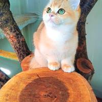 British Shorthair cincillà Gold