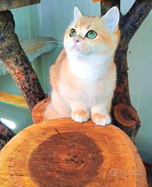 British Shorthair cincillà Gold