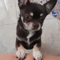 Chihuahua maschio per accoppiamento
