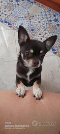 Chihuahua maschio per accoppiamento