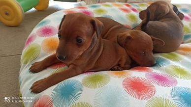 ZWERGPINSCHER PINSCHER NANO