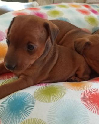 ZWERGPINSCHER PINSCHER NANO