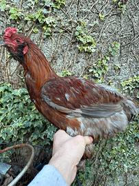 Galli gallo araucana