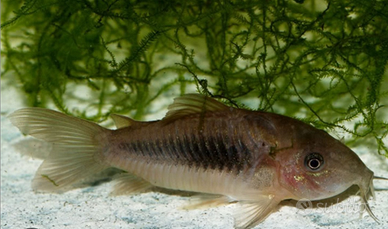 Corydoras aeneus