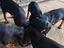 Immagine 4