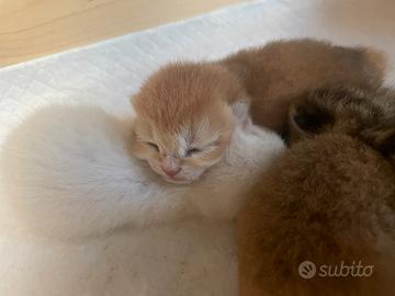 British shorthair