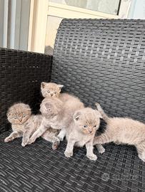 Gattini Scottish fold Scottish straight