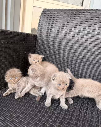 Gattini Scottish fold Scottish straight